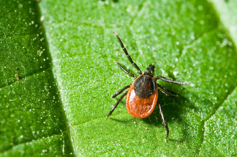 Can Aid in Pest Control