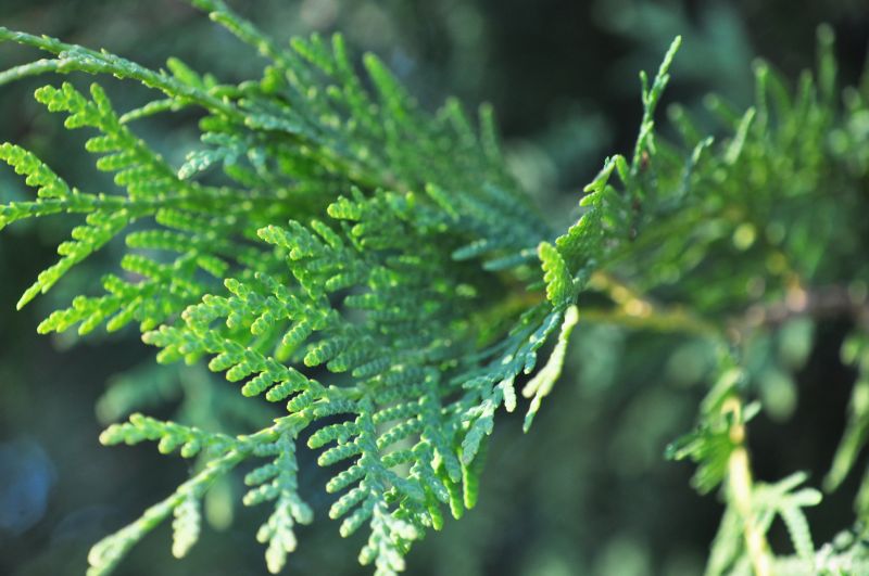 Can Improve Plant Health